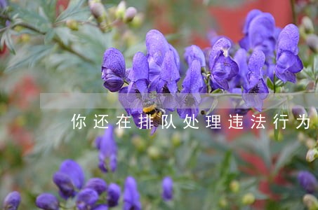 你还在排队处理违法行为 你还在排队处理违法行为