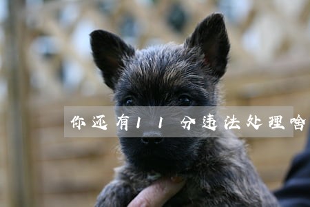 你还有11分违法处理啥意思 你还有11分违法处理啥意思