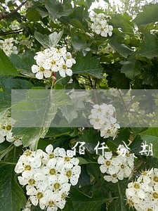 佰仟分期贷款逾期70天 佰仟分期贷款逾期70天