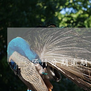佰仟分期逾期办信用卡