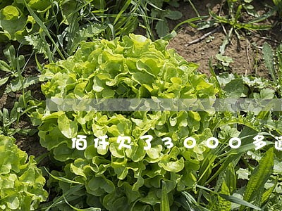 佰仟欠了3000多逾期三年了 佰仟欠了3000多逾期三年了