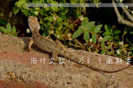 佰仟欠款1万5千逾期要还3万 佰仟欠款1万5千逾期要还3万