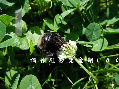 佰仟现金贷逾期100天 佰仟现金贷逾期100天