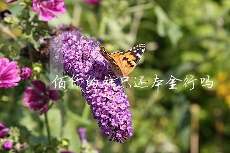 佰仟的钱只还本金行吗 佰仟的钱只还本金行吗