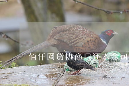 佰仟网贷协商只还本金可以吗