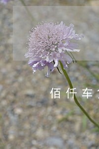佰仟车贷逾期2年怎么处理 佰仟车贷逾期2年怎么处理