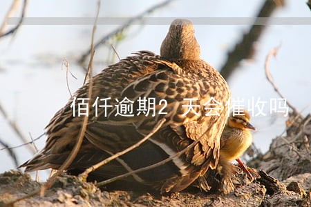 佰仟逾期2天会催收吗 佰仟逾期2天会催收吗