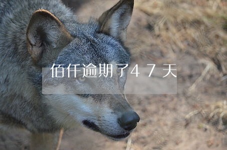 佰仟逾期了47天 佰仟逾期了47天