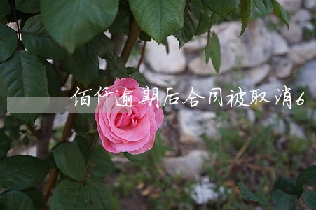 佰仟逾期后合同被取消6 佰仟逾期后合同被取消6