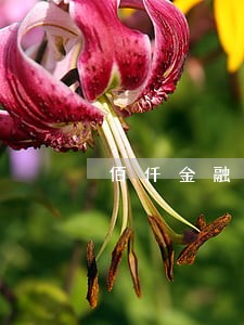 佰仟金融5000元逾期5年没还 佰仟金融5000元逾期5年没还