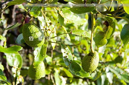 佰易法律咨询 佰易法律咨询