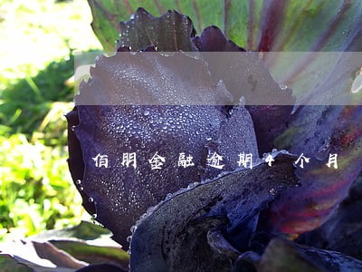 佰朋金融逾期4个月 佰朋金融逾期4个月