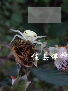 佳县律师 佳县律师