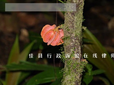 佳县行政诉讼在线律师 佳县行政诉讼在线律师