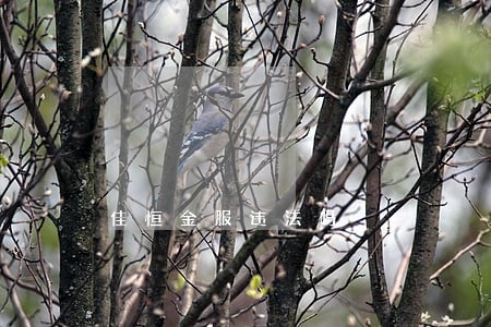 佳恒金服违法吗 佳恒金服违法吗