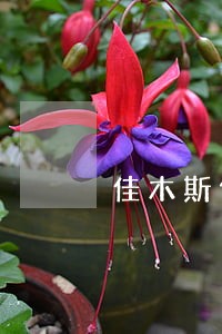 佳木斯债务方面律师