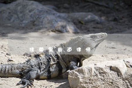 佳荣里街道律师 佳荣里街道律师