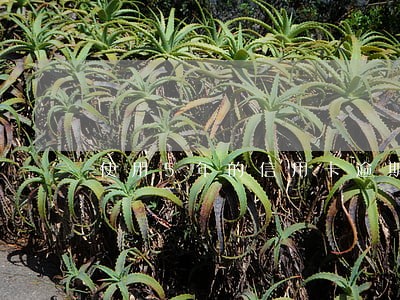 使用5年的信用卡逾期 使用5年的信用卡逾期