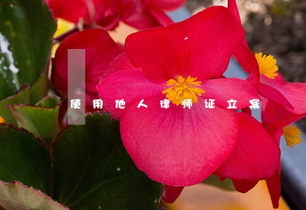 使用他人律师证立案 使用他人律师证立案