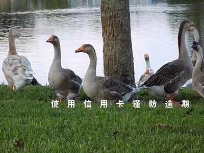 使用信用卡谨防逾期