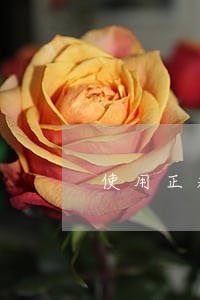 使用正规网贷从未逾期 使用正规网贷从未逾期