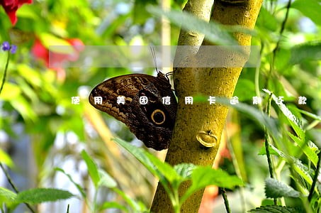 使用美团信用卡逾期还款后果 使用美团信用卡逾期还款后果