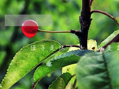 侄子是队长违法叔是支书有权管吗 侄子是队长违法叔是支书有权管吗