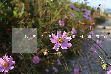 供房第两次逾期对信用有影响吗