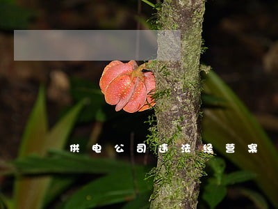 供电公司违法经营案