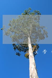 依兰劳动法律师 依兰劳动法律师