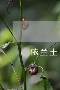 依兰土地经营权纠纷律师 依兰土地经营权纠纷律师