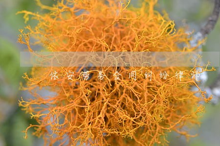依安劳务合同纠纷律师 依安劳务合同纠纷律师