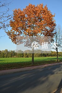 依据本条例 依据本条例