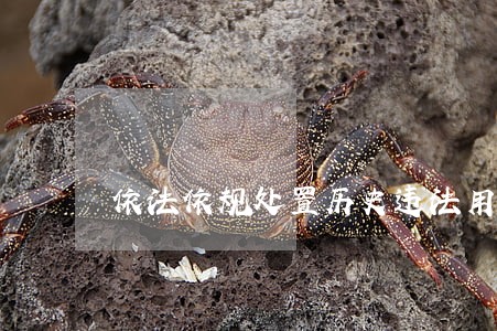 依法依规处置历史违法用地