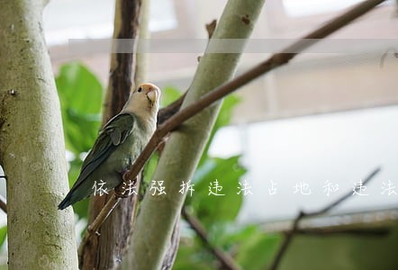 依法强拆违法占地和违法建筑