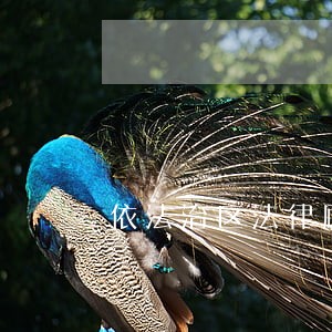 依法治区法律顾问 依法治区法律顾问