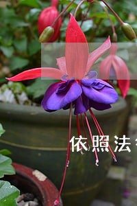 依照法律来进行处理 依照法律来进行处理