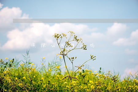 侦探公司违法吗 侦探公司违法吗