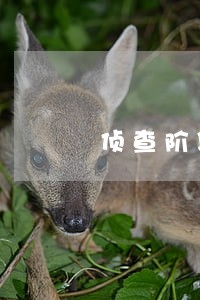 侦查阶段的律师会见的内容是什么 侦查阶段的律师会见的内容是什么