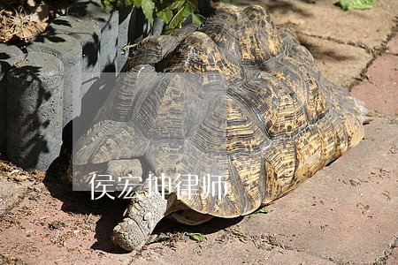 侯宏坤律师
