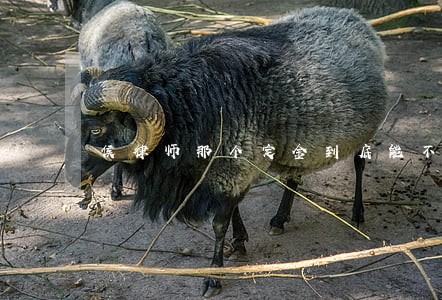 侯律师那个定金到底能不能退 侯律师那个定金到底能不能退
