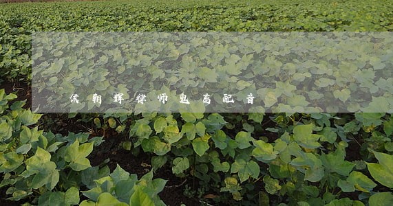 侯朝辉律师鬼畜配音 侯朝辉律师鬼畜配音
