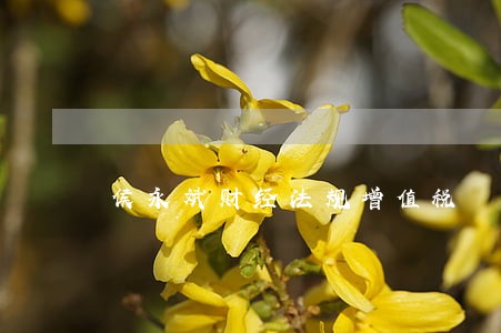 侯永斌财经法规增值税