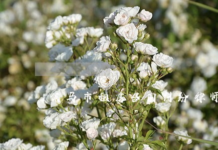 侯马市租房合同纠纷律师 侯马市租房合同纠纷律师