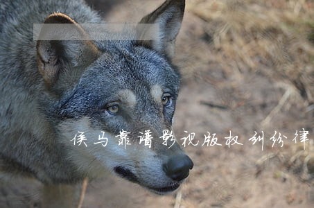 侯马靠谱影视版权纠纷律师 侯马靠谱影视版权纠纷律师
