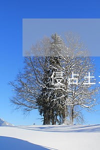 侵占土地植树被砍违法吗 侵占土地植树被砍违法吗