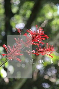 侵权法51条司法解释 侵权法51条司法解释