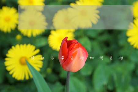 侵权法律咨询如何咨询 侵权法律咨询如何咨询