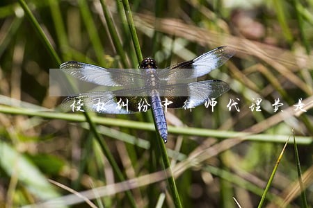 侵权纠纷中律师代理费是否赔偿 侵权纠纷中律师代理费是否赔偿