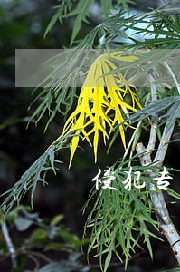 侵犯专利权行为的诉讼时效是多久 侵犯专利权行为的诉讼时效是多久